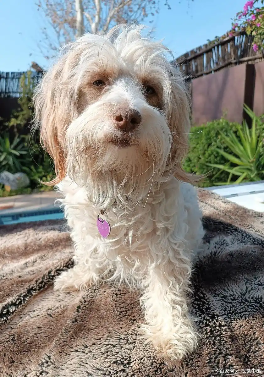 狗狗排便发育时间表_狗狗训练大小便要几天_狗狗几个月能控制大小便