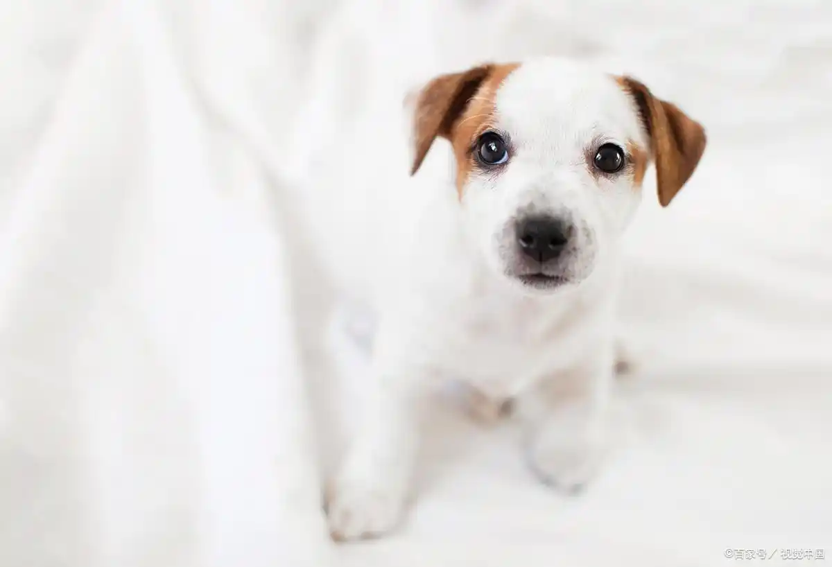 小型犬怀孕显怀时间_狗狗怀孕多久能看出来_小狗怀孕显怀时间