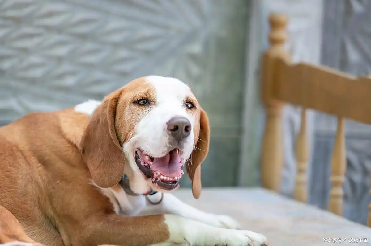 狗狗怀孕多久能看出来_小狗怀孕显怀时间_小型犬怀孕显怀时间