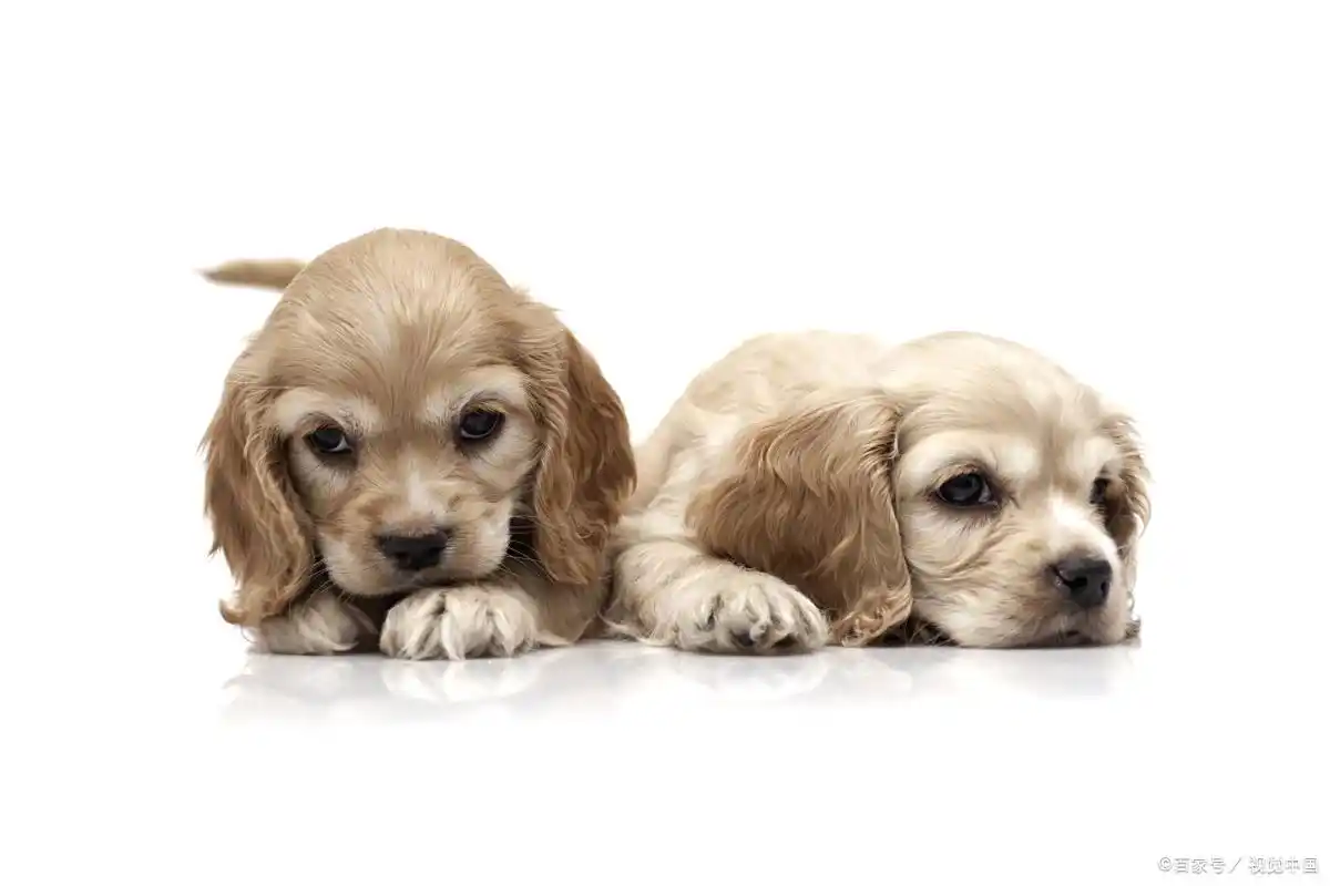小狗怀孕显怀时间_小型犬怀孕显怀时间_狗狗怀孕多久能看出来
