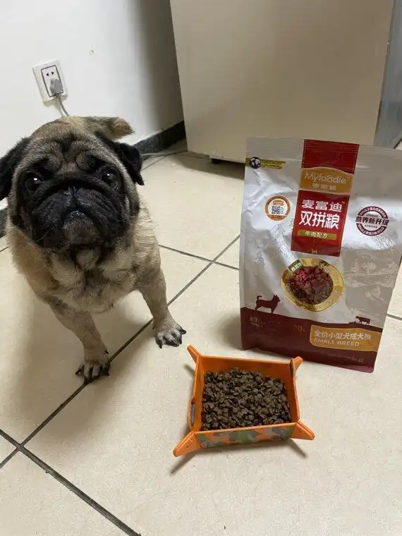如何判断狗狗是否怀孕_狗狗怀孕多久能看出来_狗狗怀孕8大观察指标