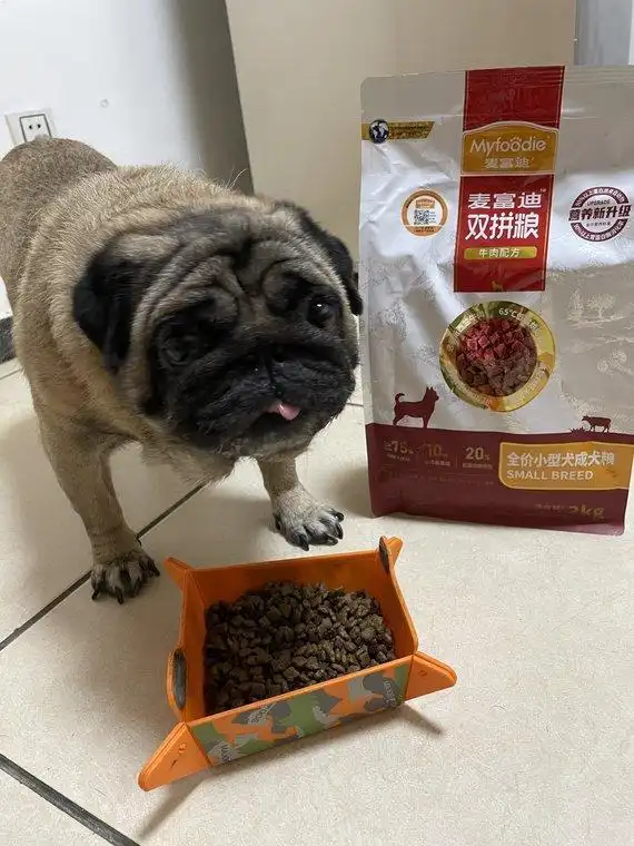 狗狗怀孕多久能看出来_狗狗怀孕8大观察指标_如何判断狗狗是否怀孕