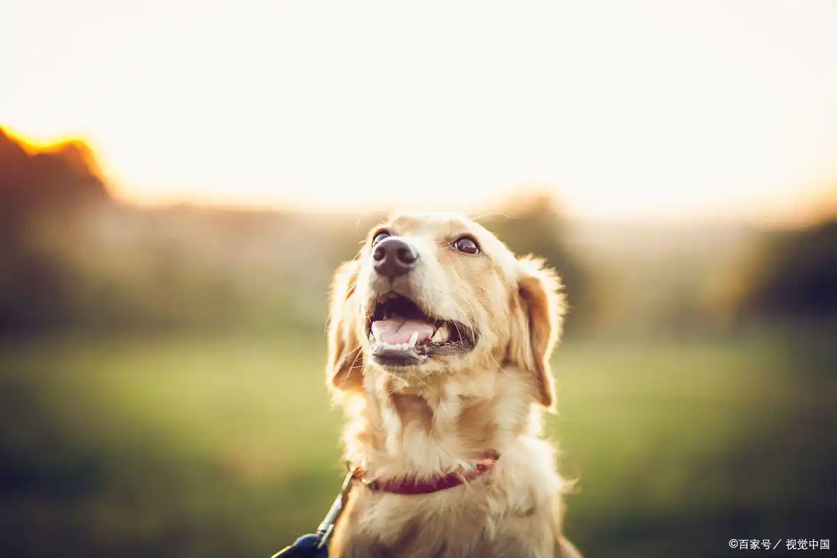 狗狗怀孕多久能看出来_狗狗怀孕症状识别_狗狗怀孕初期表现