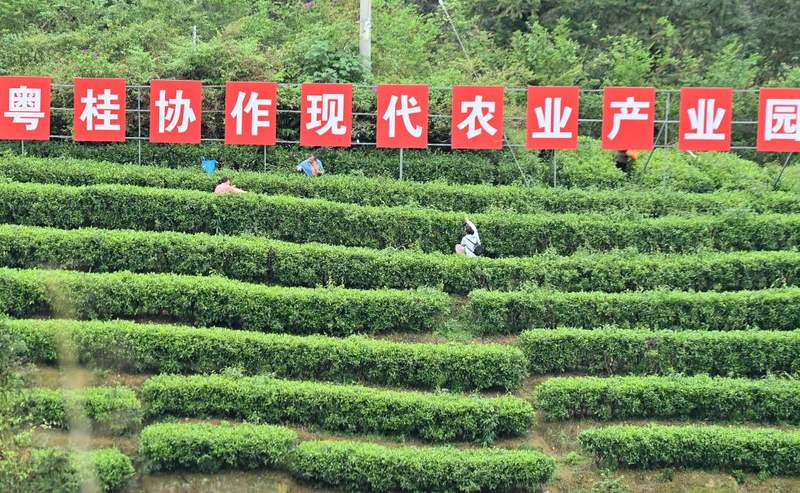 中国式现代化阶梯式递进规律_生态文明建设与全面小康社会_十五五规划纲要现代化建设