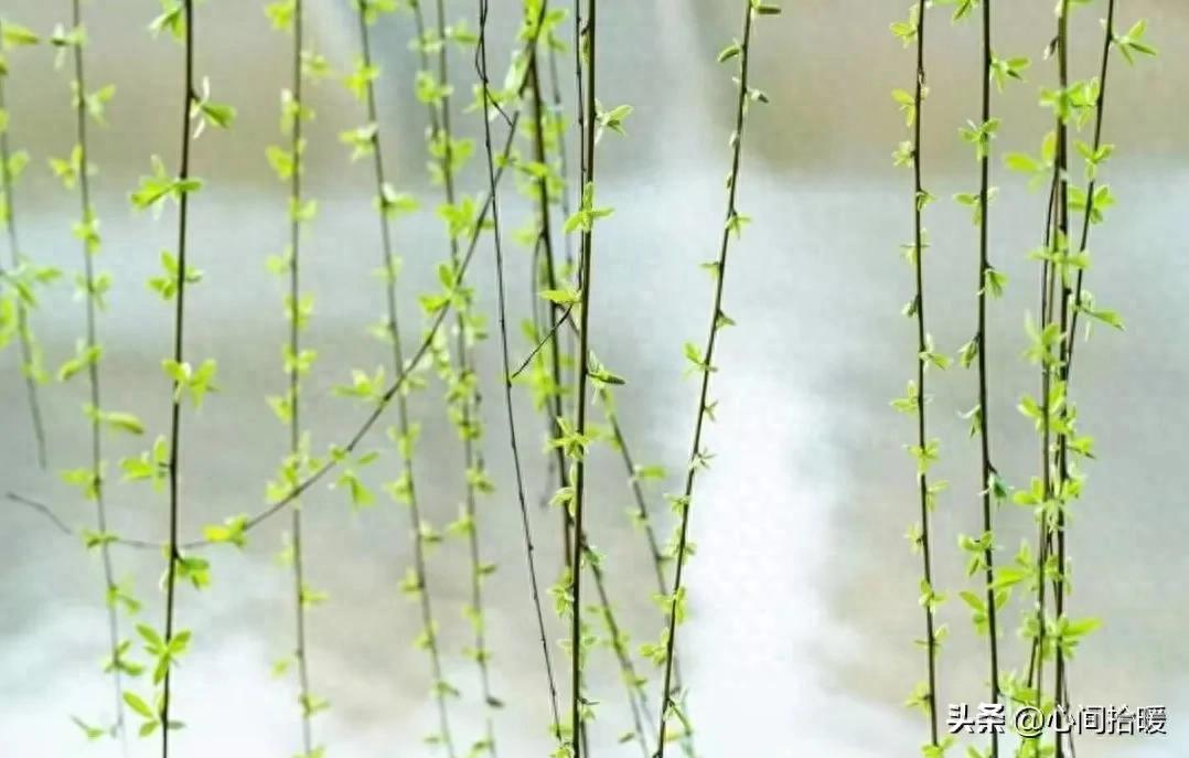 淬火效应心理学_应对强势者_强势文化认同