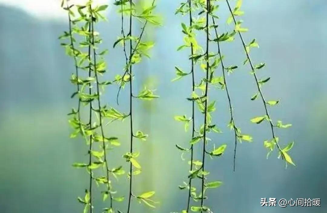 淬火效应心理学_强势文化认同_应对强势者