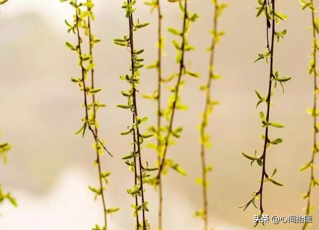 强势文化认同_应对强势者_淬火效应心理学
