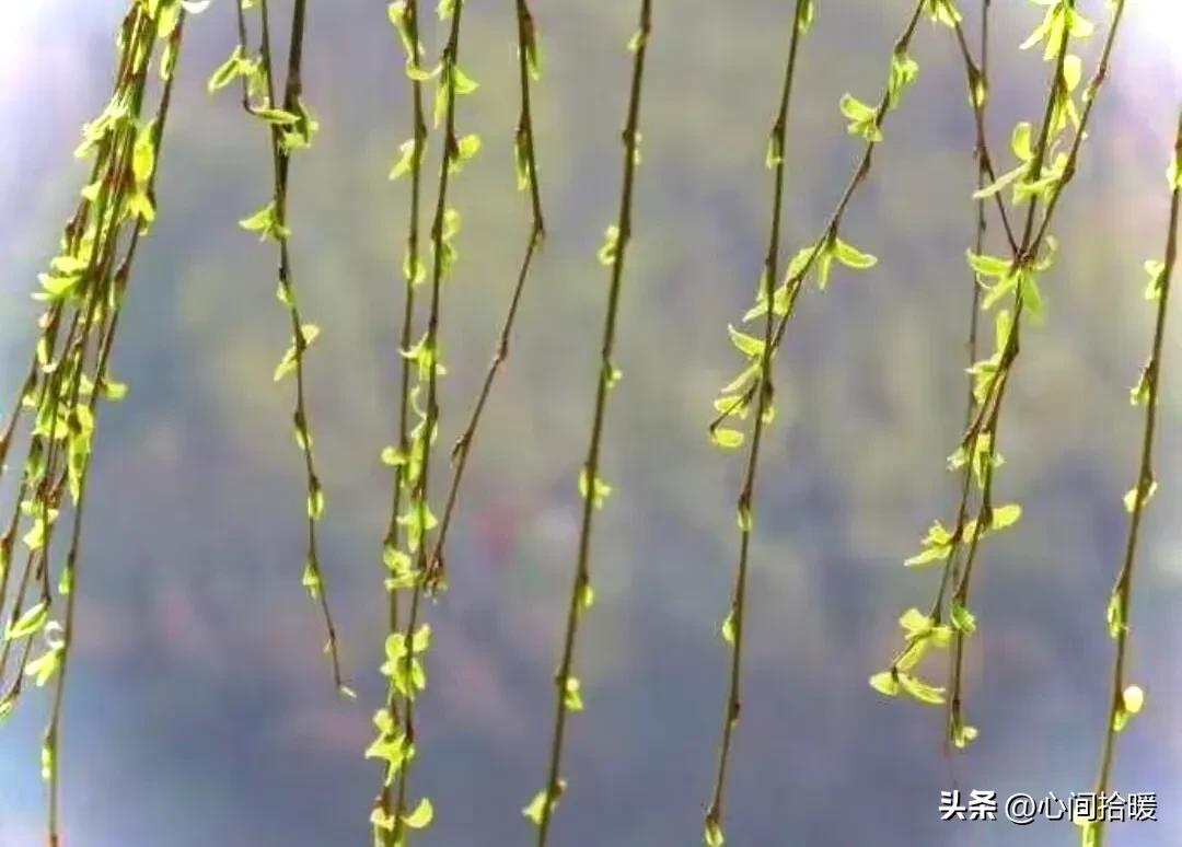 淬火效应心理学_强势文化认同_应对强势者