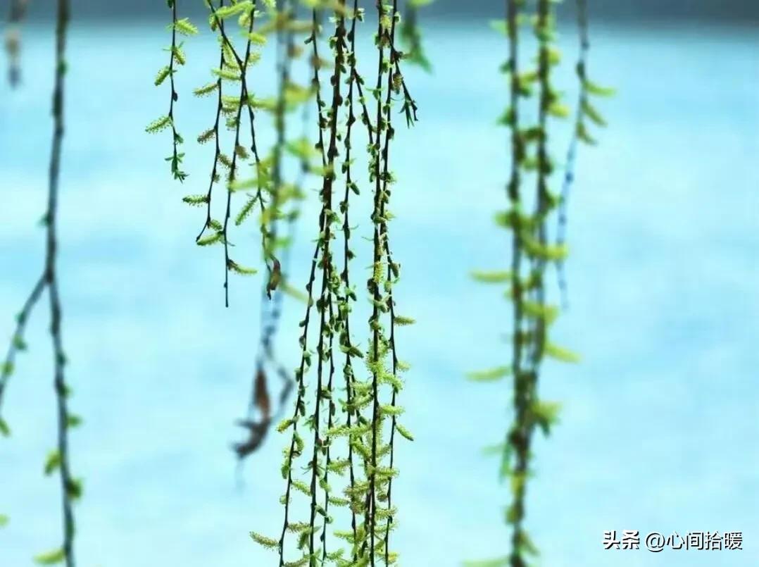 淬火效应心理学_强势文化认同_应对强势者