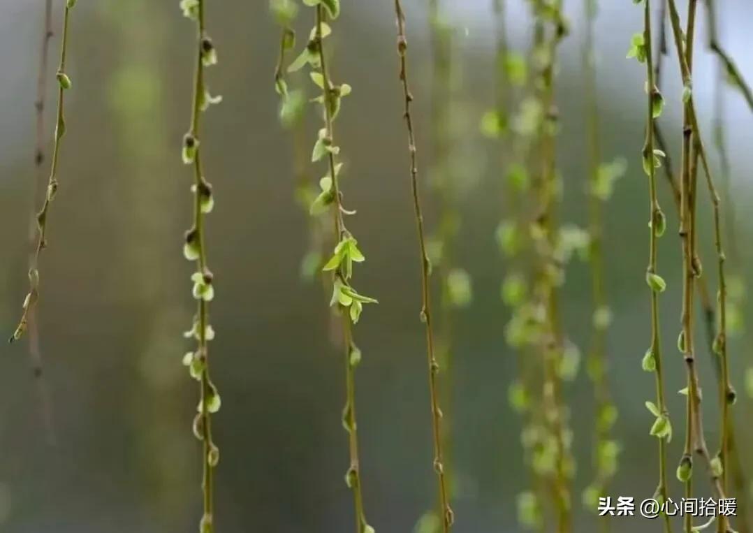 淬火效应心理学_强势文化认同_应对强势者