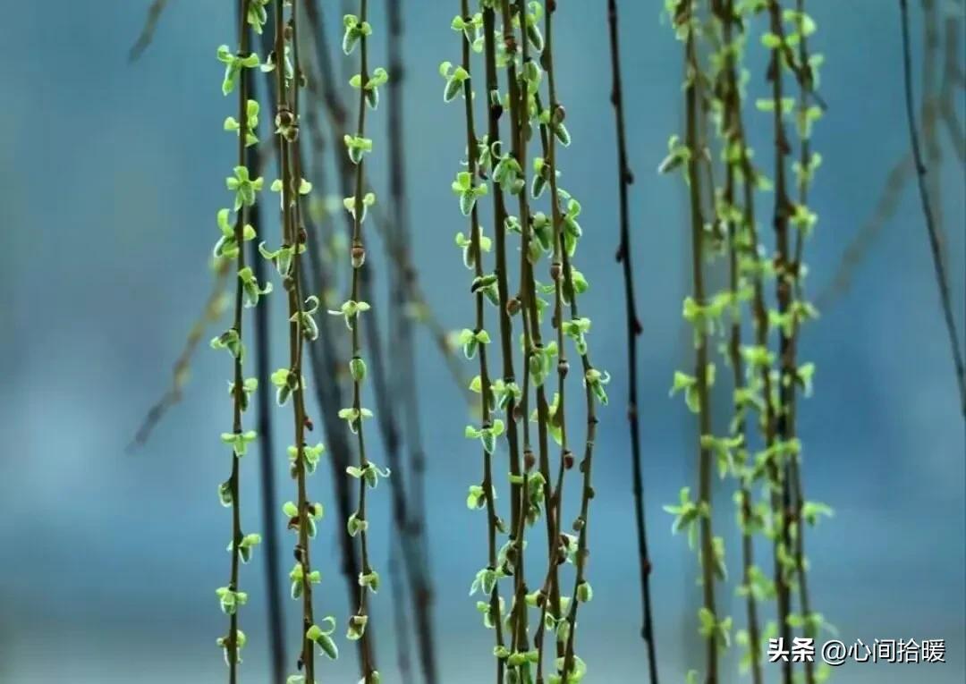 应对强势者_淬火效应心理学_强势文化认同