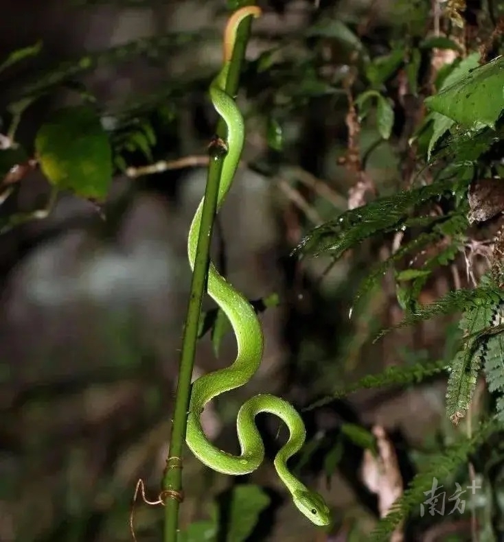 被蛇咬伤怎么办_蛇咬伤急救措施_云南有没有眼镜蛇血清