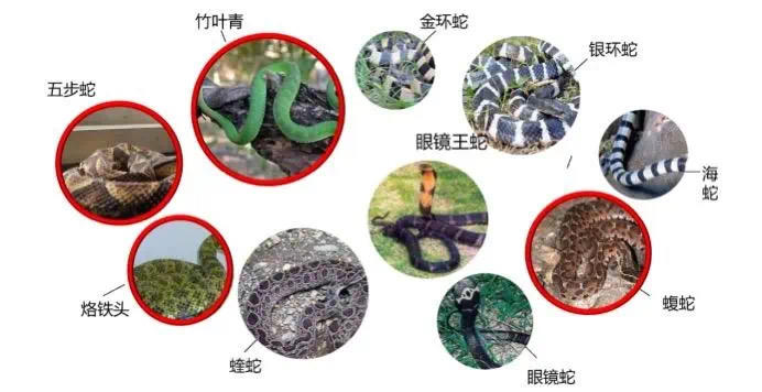 雅安市抗蛇毒血清储备医院_云南有没有眼镜蛇血清_雅安市蛇伤救治中心