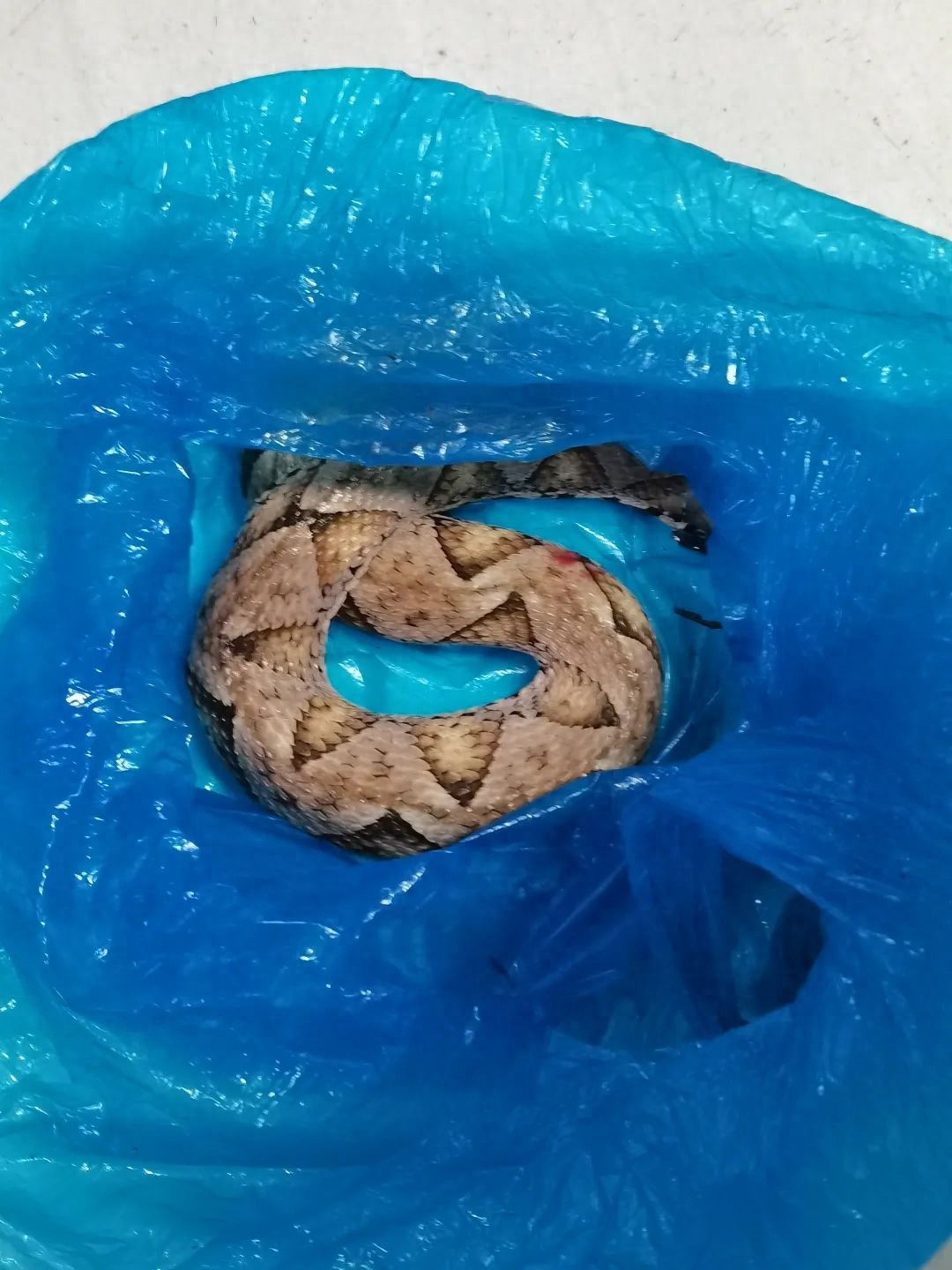 云南有没有眼镜蛇血清_五步蛇咬伤治疗医院_宁海县第一医院抗蛇毒血清