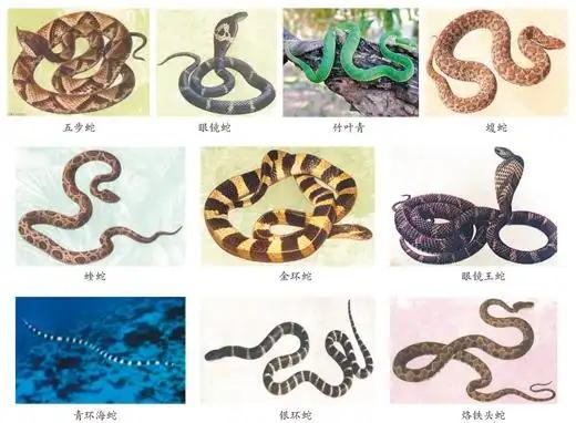 云南有没有眼镜蛇血清_攀枝花抗蛇毒血清储备点及使用方法_四川攀枝花蛇出没频繁 消防处置抓蛇警情