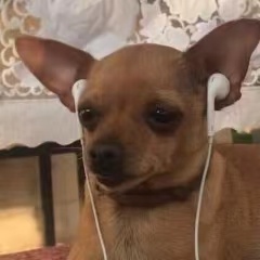 耳机对听力的危害_耳罩式耳机_大学生戴耳机原因