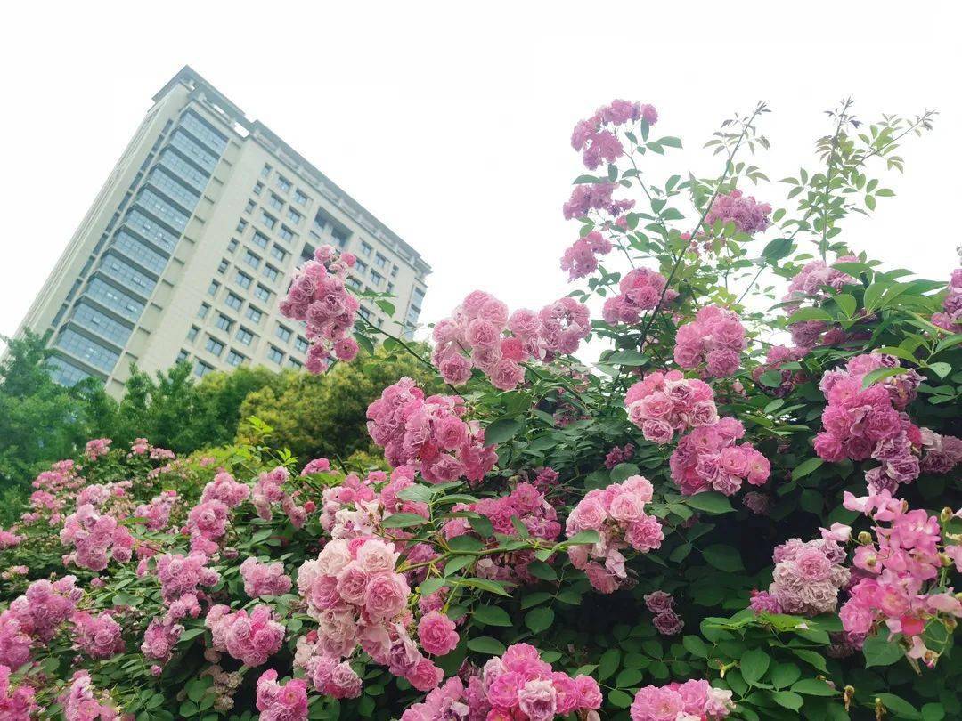 江苏生态文明教育实践基地_生态文明教育基地_蔷薇花墙生态文明宣教