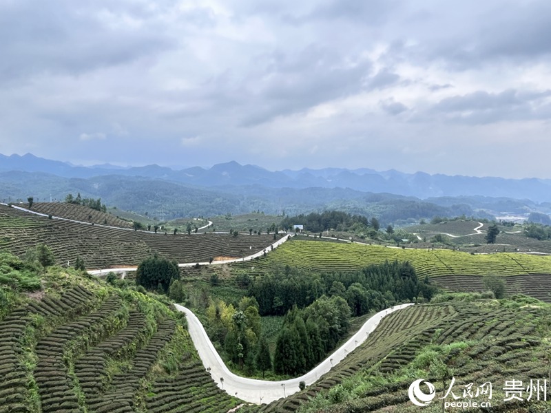 如今的凤凰山翠色欲流、步步皆景。人民网 陈洁泉摄