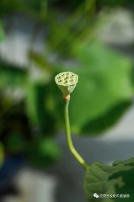 苏州沙湖生态公园荷花_沙湖公园荷花展_沙湖公园赏荷攻略