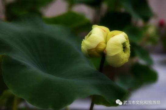 沙湖公园赏荷攻略_沙湖公园荷花展_苏州沙湖生态公园荷花
