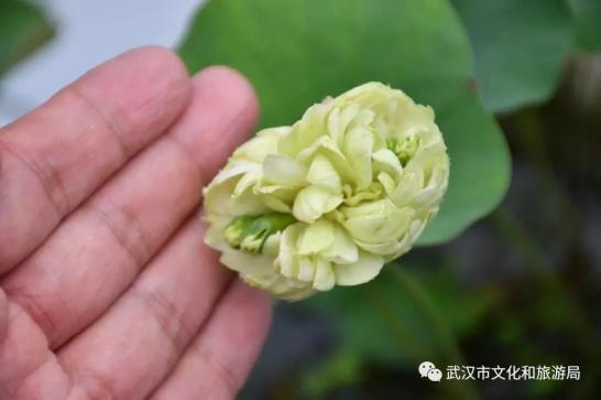 沙湖公园荷花展_苏州沙湖生态公园荷花_沙湖公园赏荷攻略