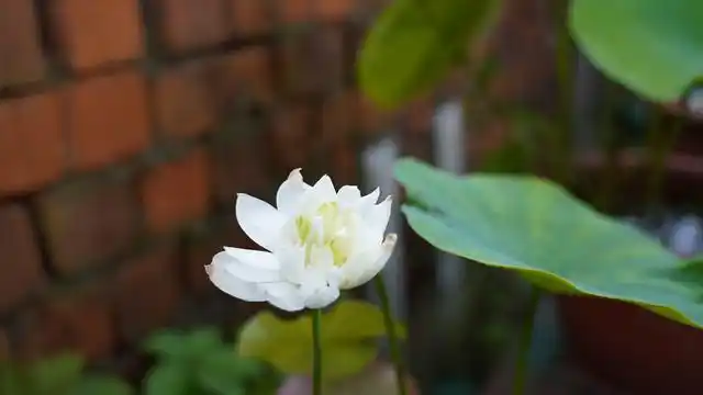 苏州沙湖生态公园荷花_小满沙湖公园荷花品种基地 瑞雪映花 荷花展