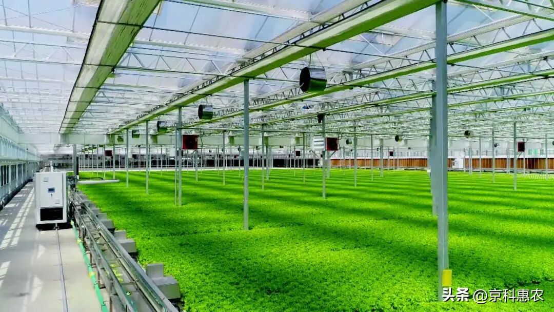 设施农业是什么意思_中国生态有机设施农业网_设施农业发展方向