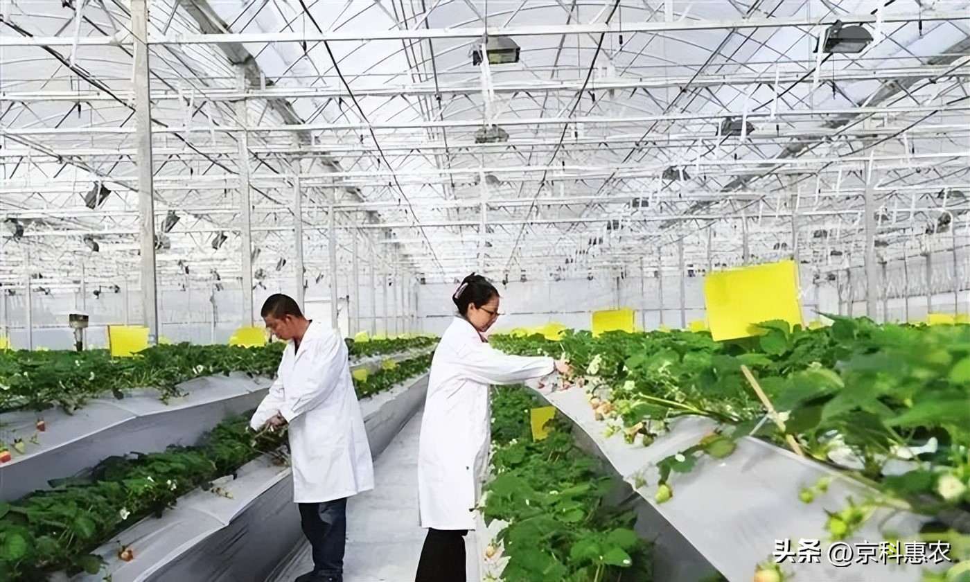 设施农业是什么意思_中国生态有机设施农业网_设施农业发展方向