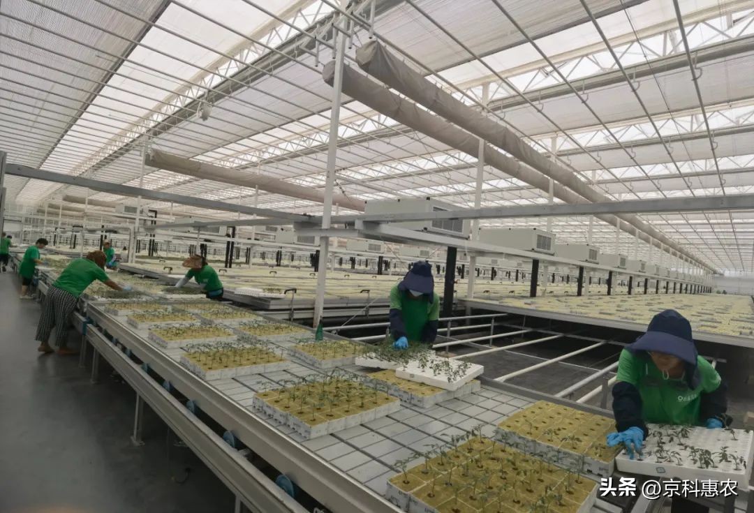 设施农业是什么意思_中国生态有机设施农业网_设施农业发展方向