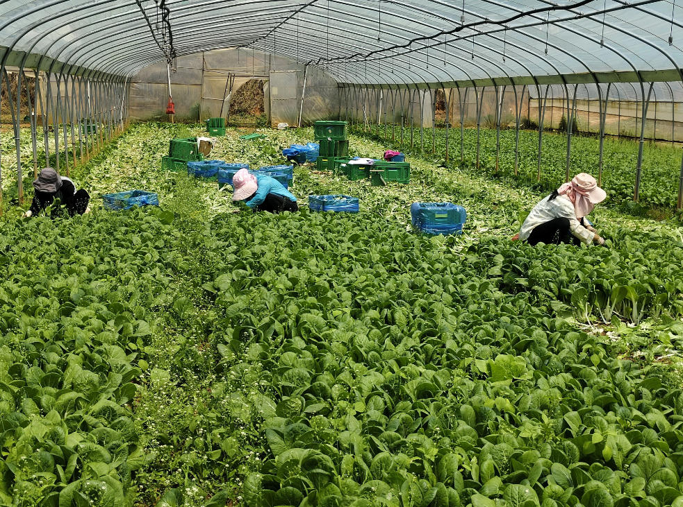 中国生态有机设施农业网_昆明松华坝有机蔬菜基地案例_农业基地可持续发展对比