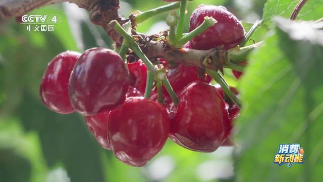 昆明松华坝有机蔬菜基地案例_中国生态有机设施农业网_农业基地可持续发展对比