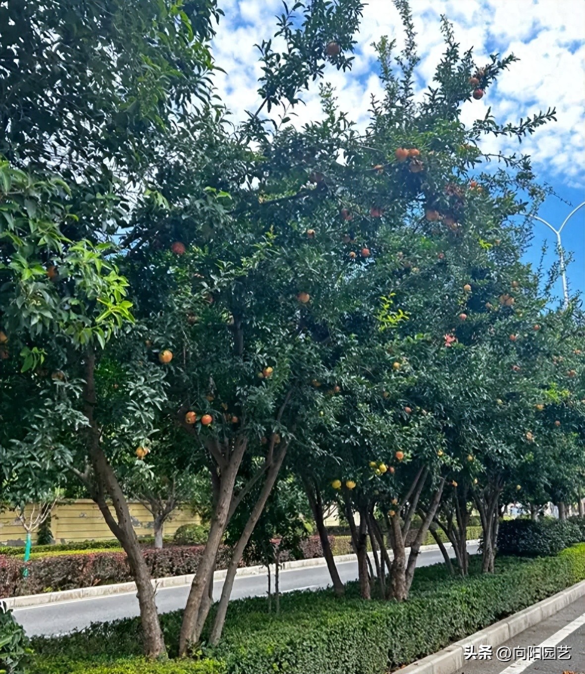 长江南北植物种植区别_南北地域文化差异_南北绿化带植物差异