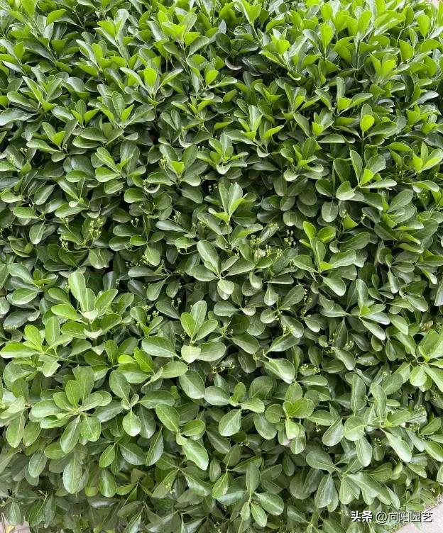 长江南北植物种植区别_南北地域文化差异_南北绿化带植物差异