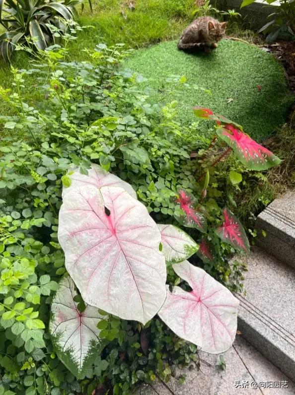 南北地域文化差异_南北绿化带植物差异_长江南北植物种植区别