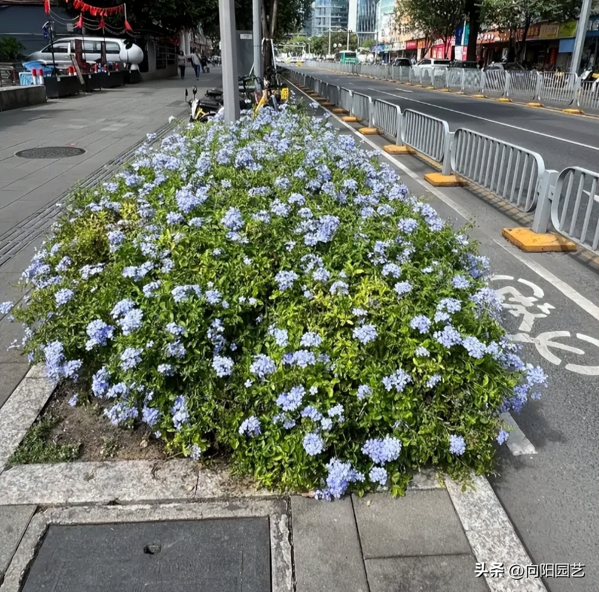 南北地域文化差异_南北绿化带植物差异_长江南北植物种植区别