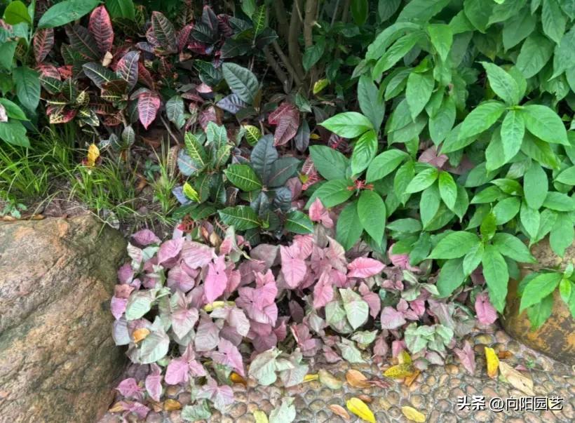 南北绿化带植物差异_长江南北植物种植区别_南北地域文化差异