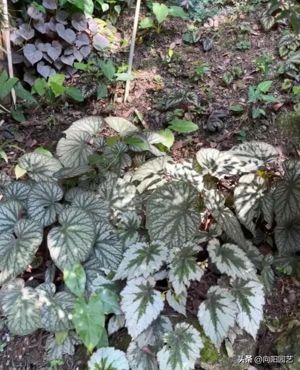 长江南北植物种植区别_南北绿化带植物差异_南北地域文化差异