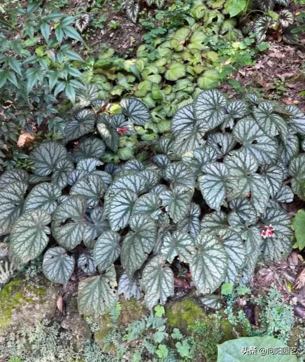 南北地域文化差异_南北绿化带植物差异_长江南北植物种植区别