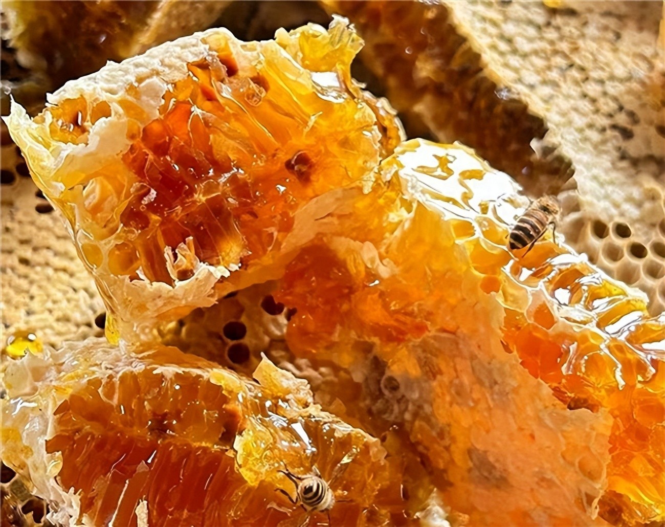 秦岭土蜂蜜_灵芝加蜂蜜能储存多久_恋之坊土蜂蜜品质