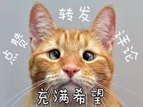 央视主持人欧阳夏丹_欧阳夏丹个人经历_欧阳夏丹个人图片库