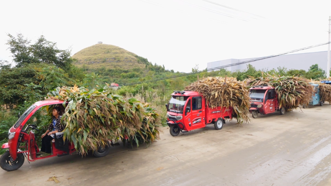 一根小秸秆“链”起多方共赢大产业。