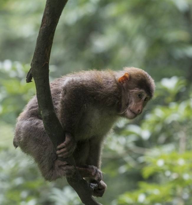 峨眉山仙峰寺茶会_峨眉山文化遗产保护_一线天 峨眉山