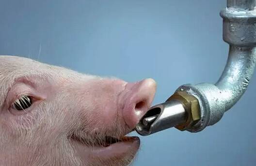 猪喝水的水嘴离地多高_猪饮水系统优化_猪场水质检测