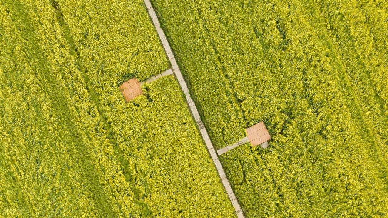 玫瑰精油怎样使用好_面霜补水锁水护肤油封闭保护膜_根据肤质选择基底油角鲨烷玫瑰果油霍霍巴油月见草油