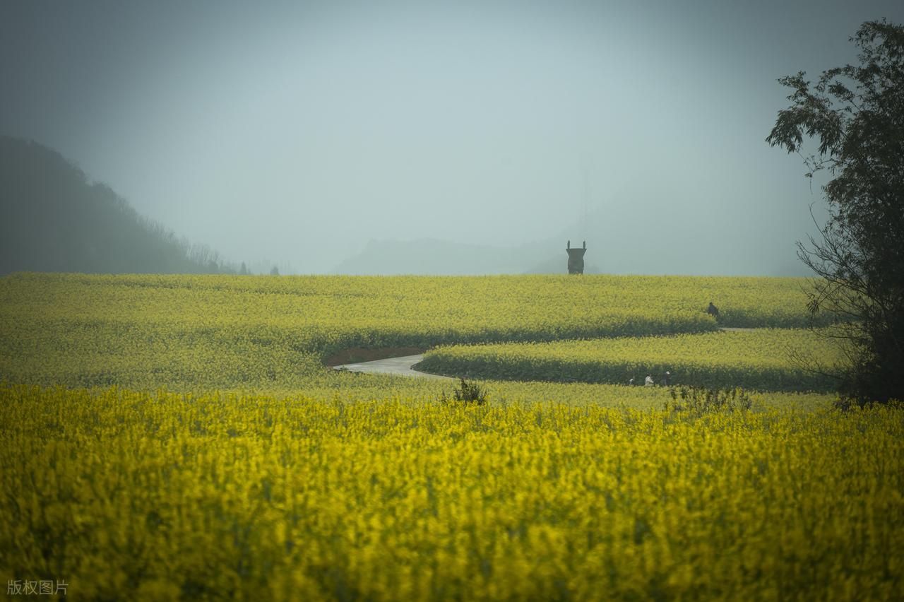 根据肤质选择基底油角鲨烷玫瑰果油霍霍巴油月见草油_面霜补水锁水护肤油封闭保护膜_玫瑰精油怎样使用好