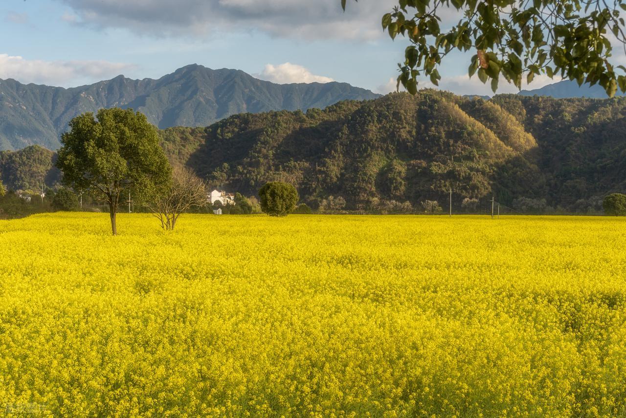 玫瑰精油怎样使用好_根据肤质选择基底油角鲨烷玫瑰果油霍霍巴油月见草油_面霜补水锁水护肤油封闭保护膜