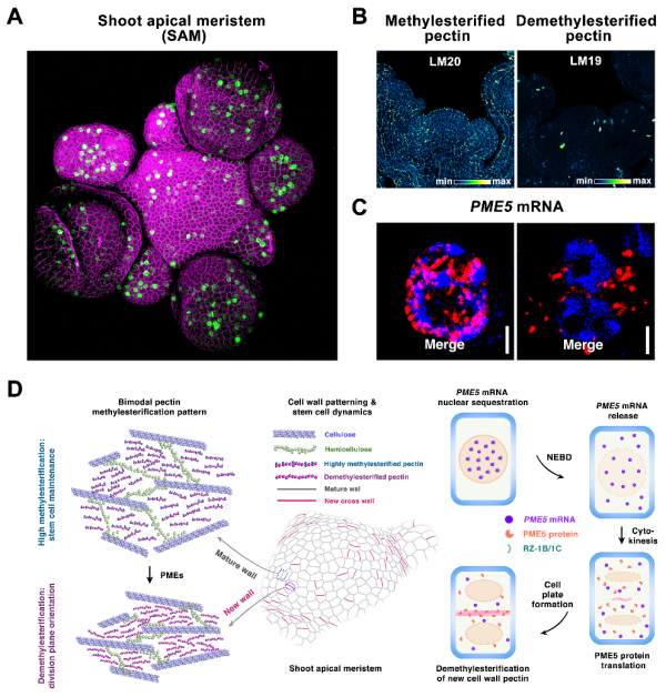 植物有没有干细胞_植物干细胞命运决定机制_细胞壁二元分布模式