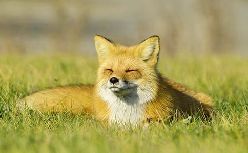 狐狸的儿子——《乌鸦与狐狸》新编