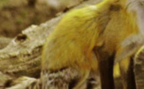 《狐狸和乌鸦》续写作文8篇