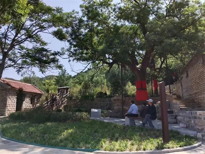 古槐、古皂荚、古榆、古银杏，2023年济南添20处“古树保护园”